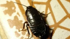 Karaluchy kanalowe i jak się ich pozbyć